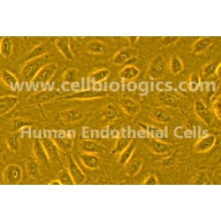 Human Primary Carotid Artery Endothelial Cells